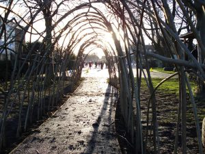 Willow Tunnels